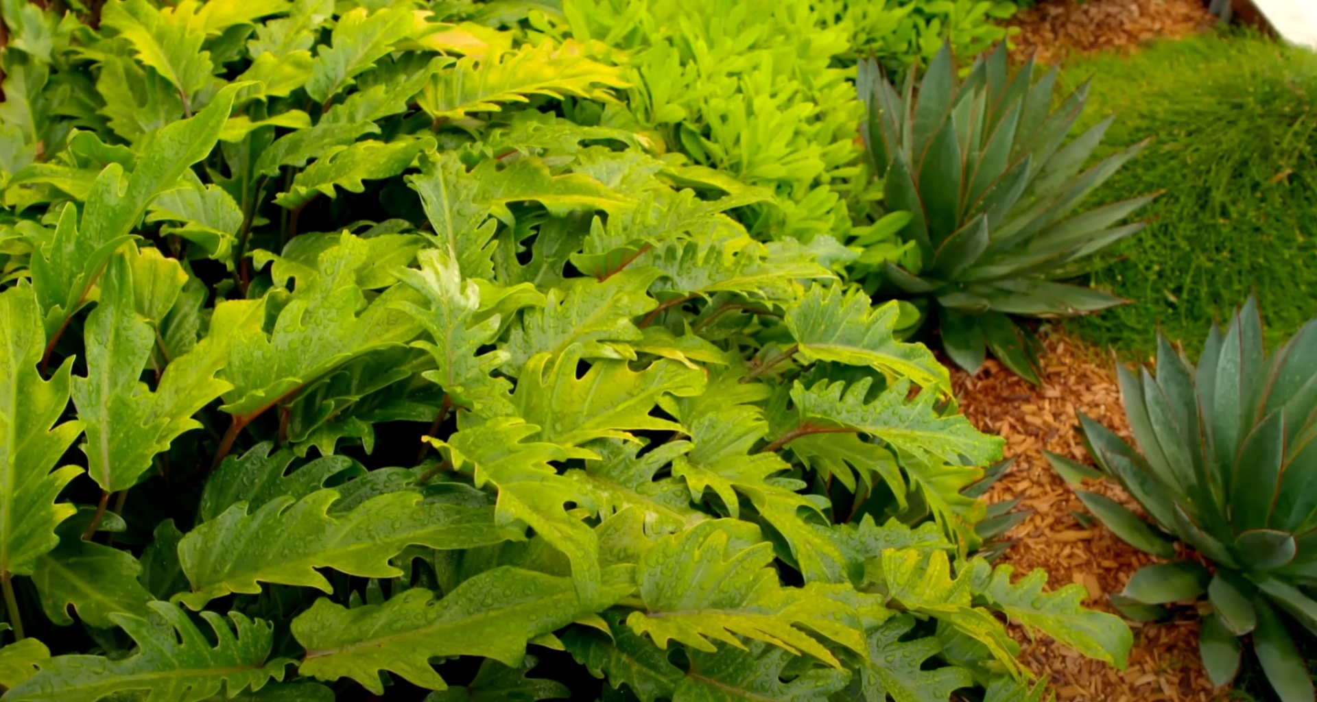 Lush tropical plant arrangement with varied textures and colors in professional landscape design