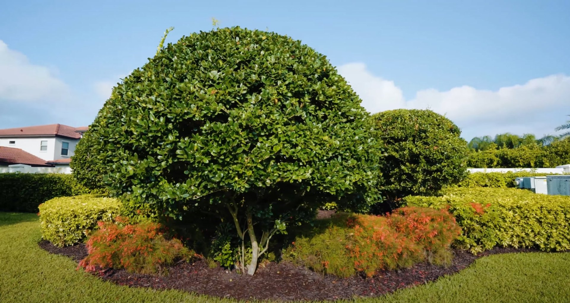 Professionally manicured landscape with topiary trees and colorful seasonal plantings