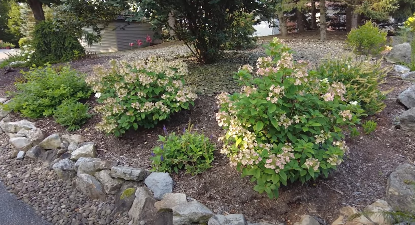 Professional garden maintenance with blooming hydrangeas and well-maintained shrubs in landscaped beds